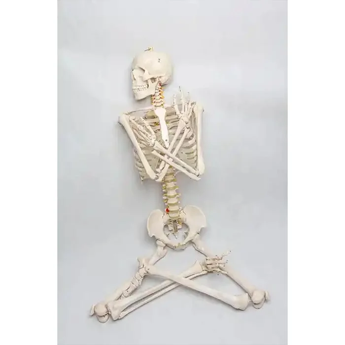 Gelsonlab Човешки скелет, на колела, 180 cm
