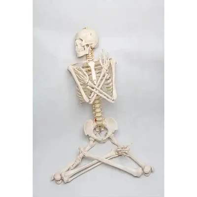 Gelsonlab Човешки скелет, на колела, 180 cm
