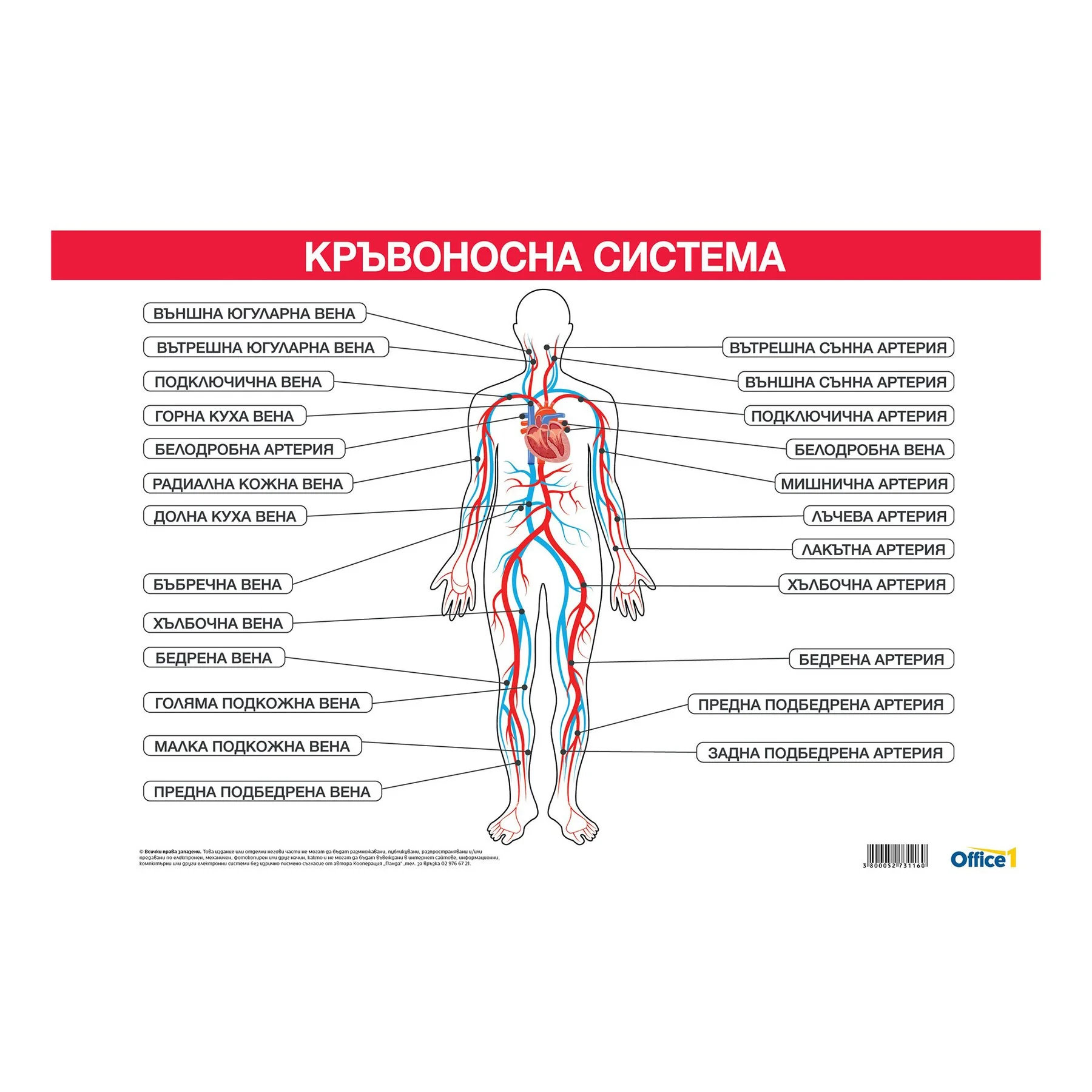 Office 1 Ученическо табло ''Кръвоносна система'', 100 x 70 cm