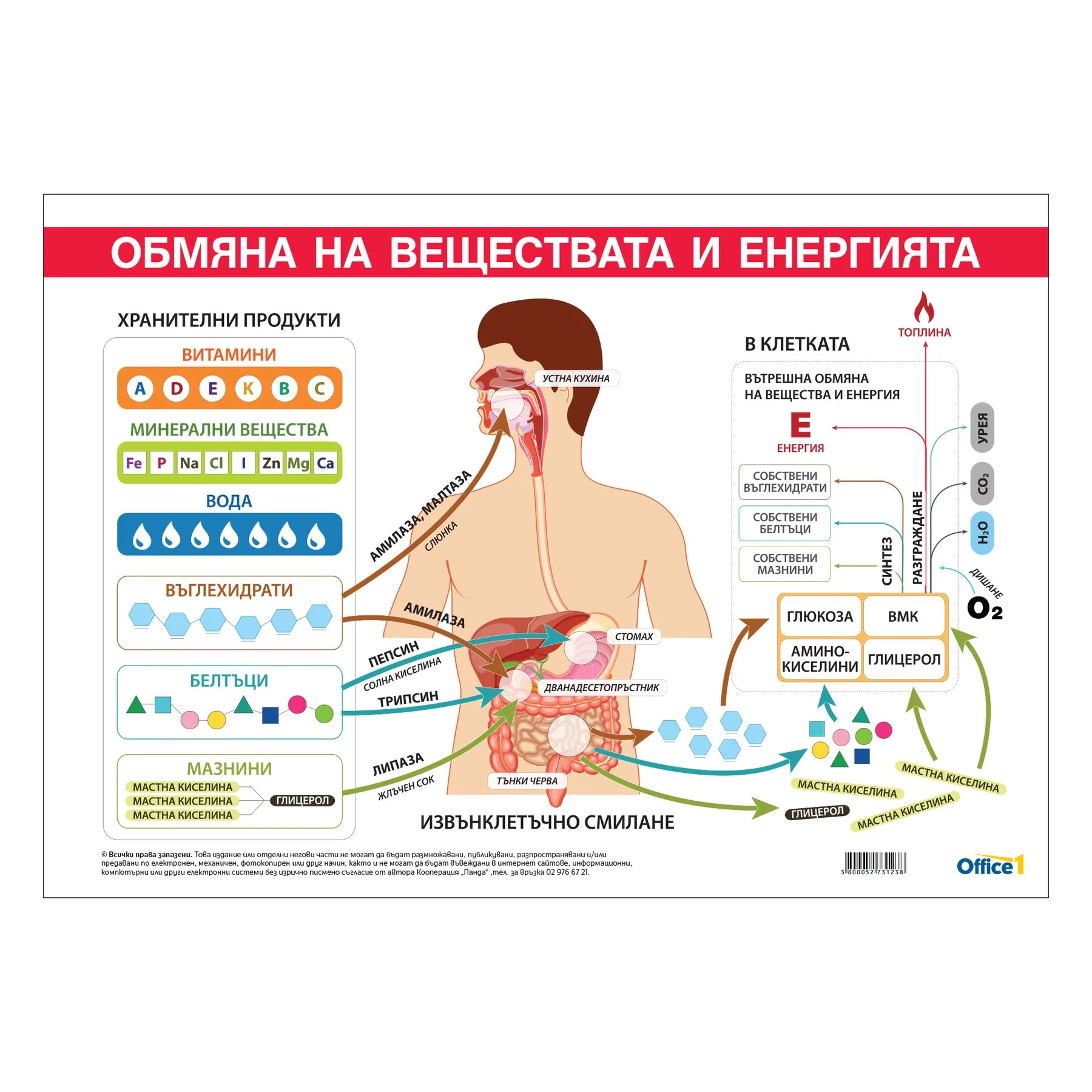 Office 1 Ученическо табло ''Обмяна на вещества и енергия'', 100 x 70 cm