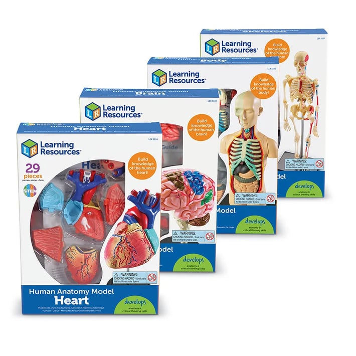 Learning Resources Комплект анатомични модела, 4 броя