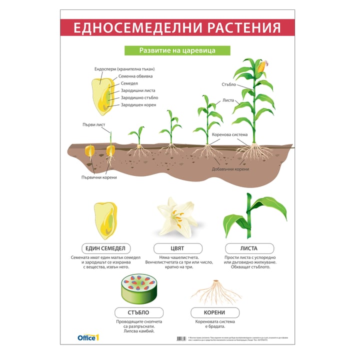 Office 1 Ученическо табло ''Едносемеделни растения'', 70 x 100 cm