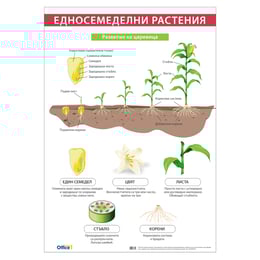 Office 1 Ученическо табло ''Едносемеделни растения'', 70 x 100 cm