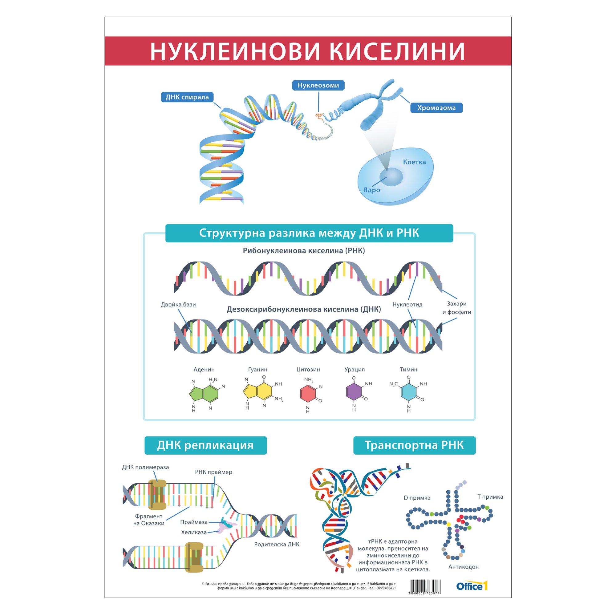 Office 1 Ученическо табло ''Нуклеинови киселини'', 70 x 100 cm