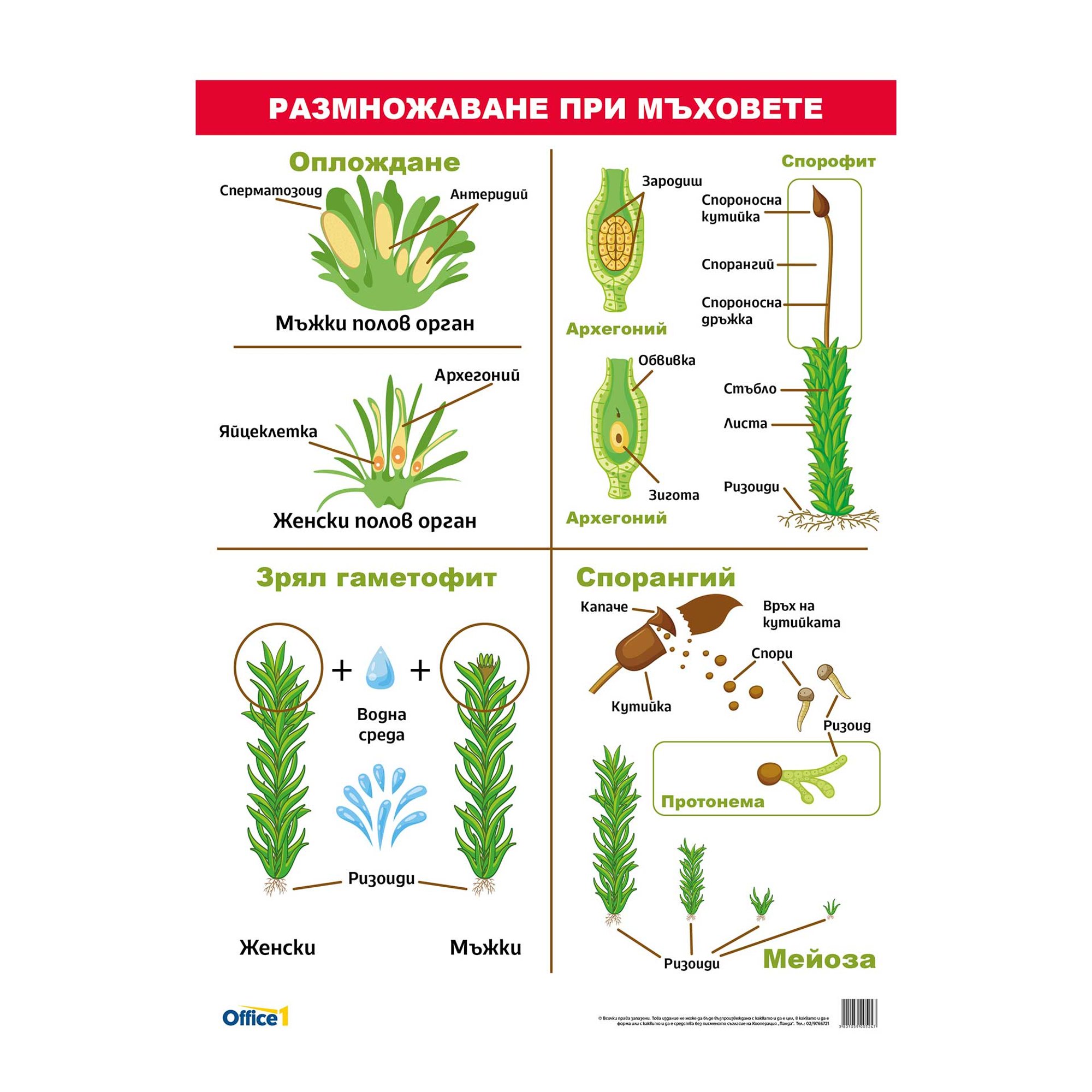 Office 1 Ученическо табло ''Размножаване при мъховете'', 70 x 100 cm