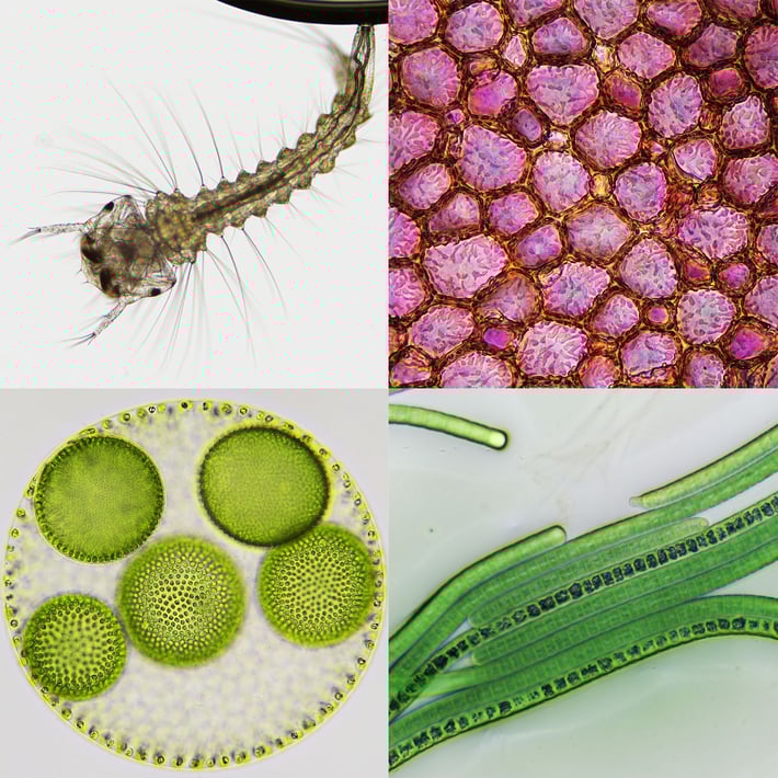 Bresser Микроскоп Infinity, 40Х-1000Х