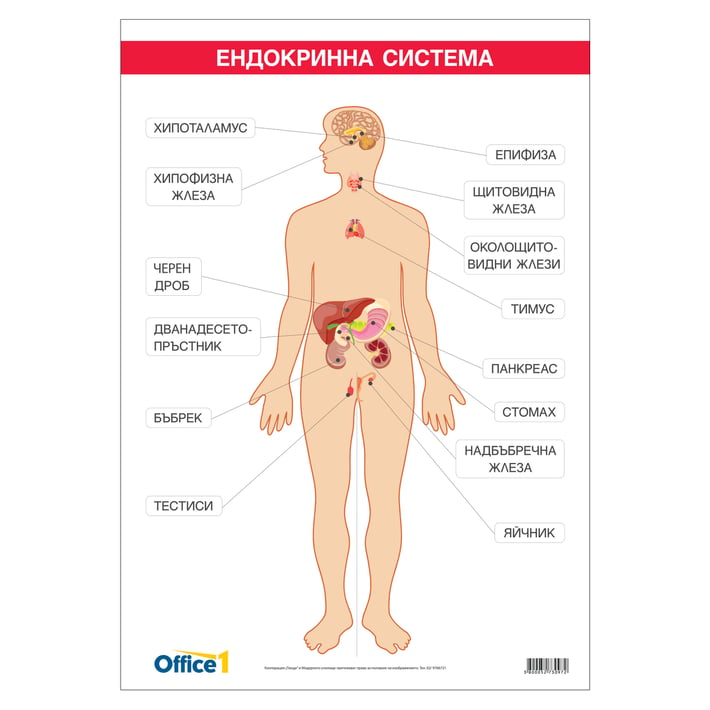 Office 1 Ученическо табло ''Ендокринна система'', 70 x 100 cm