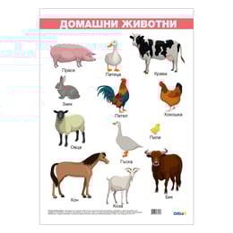 Office 1 Ученическо табло ''Домашни животни'', ламинирано, 50 x 70 cm, модел 1