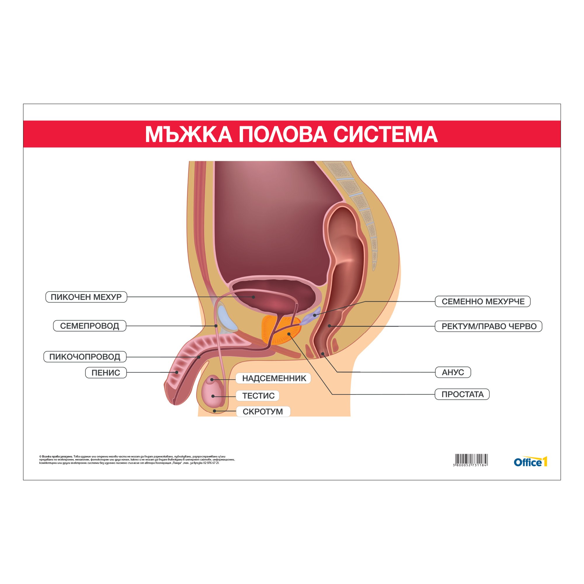 Office 1 Ученическо табло ''Мъжка полова система'', 100 x 70 cm