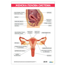 Office 1 Ученическо табло ''Женска полова система'', 70 x 100 cm