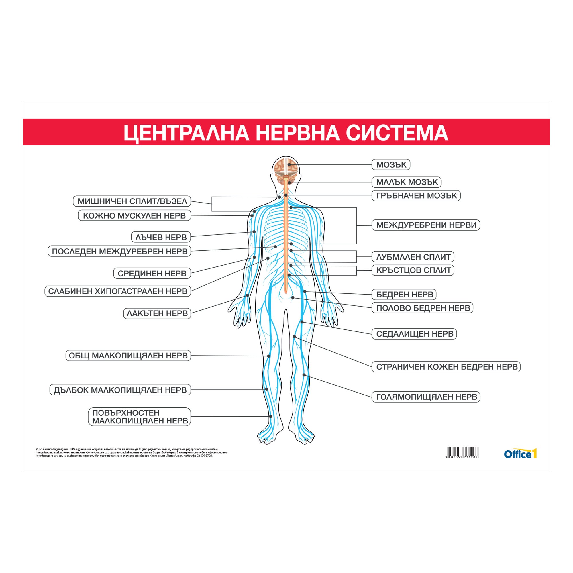 Office 1 Ученическо табло ''Централна нервна система'', 100 x 70 cm