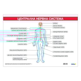 Office 1 Ученическо табло ''Централна нервна система'', 100 x 70 cm
