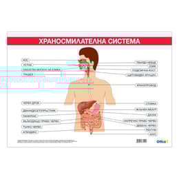 Office 1 Ученическо табло ''Храносмилателна система'', 100 x 70 cm