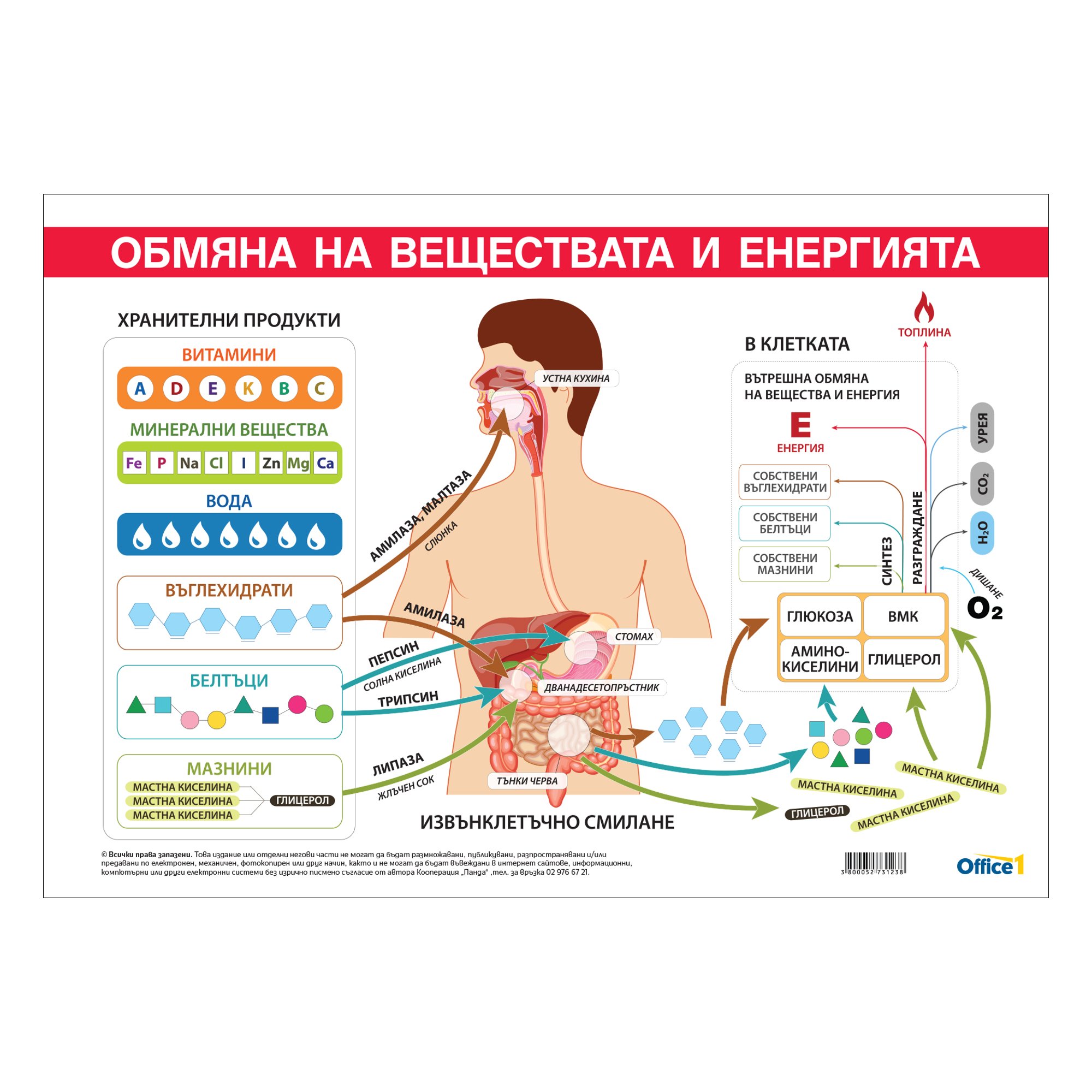 Office 1 Ученическо табло ''Обмяна на вещества и енергия'', 100 x 70 cm