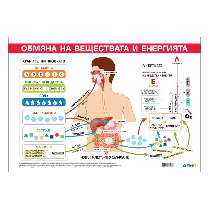 Office 1 Ученическо табло ''Обмяна на вещества и енергия'', 100 x 70 cm