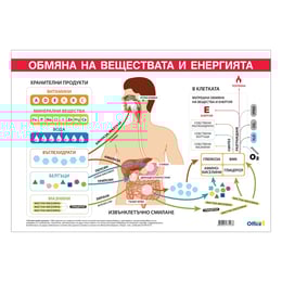 Office 1 Ученическо табло ''Обмяна на вещества и енергия'', 100 x 70 cm