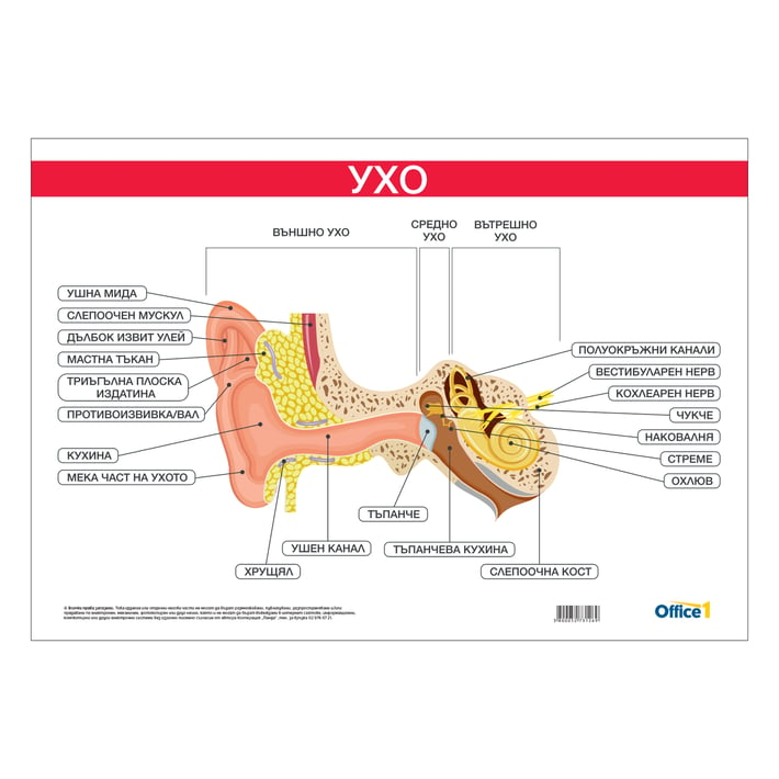 Office 1 Ученическо табло ''Ухо'', 100 x 70 cm