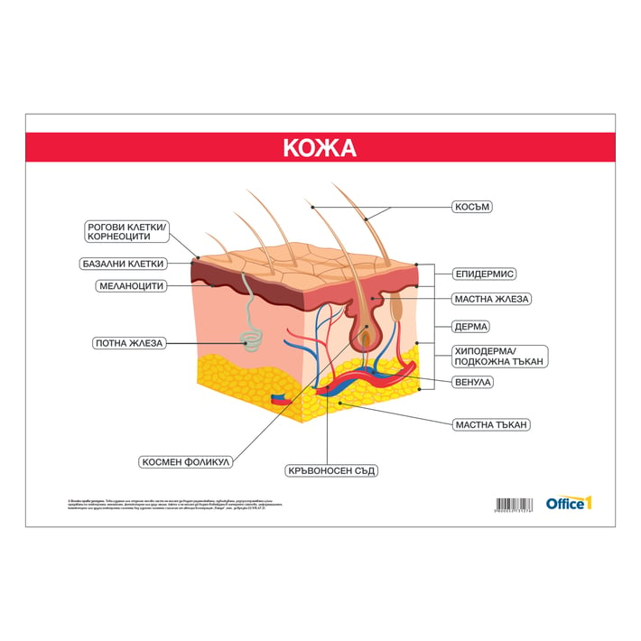 Office 1 Ученическо табло ''Кожа'', 100 x 70 cm
