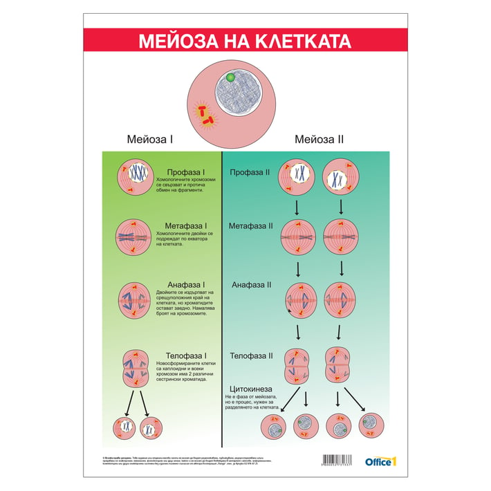 Office 1 Ученическо табло ''Мейоза'', 70 x 100 cm