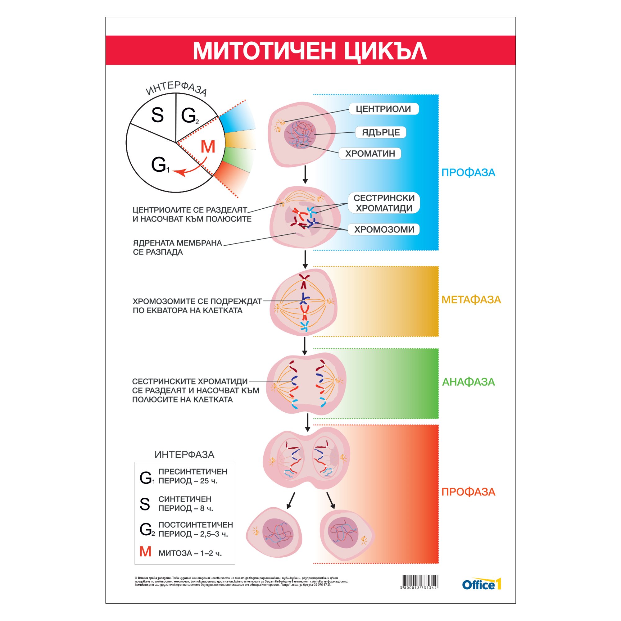 Office 1 Ученическо табло ''Митотичен цикъл'', 70 x 100 cm