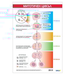 Office 1 Ученическо табло ''Митотичен цикъл'', 70 x 100 cm