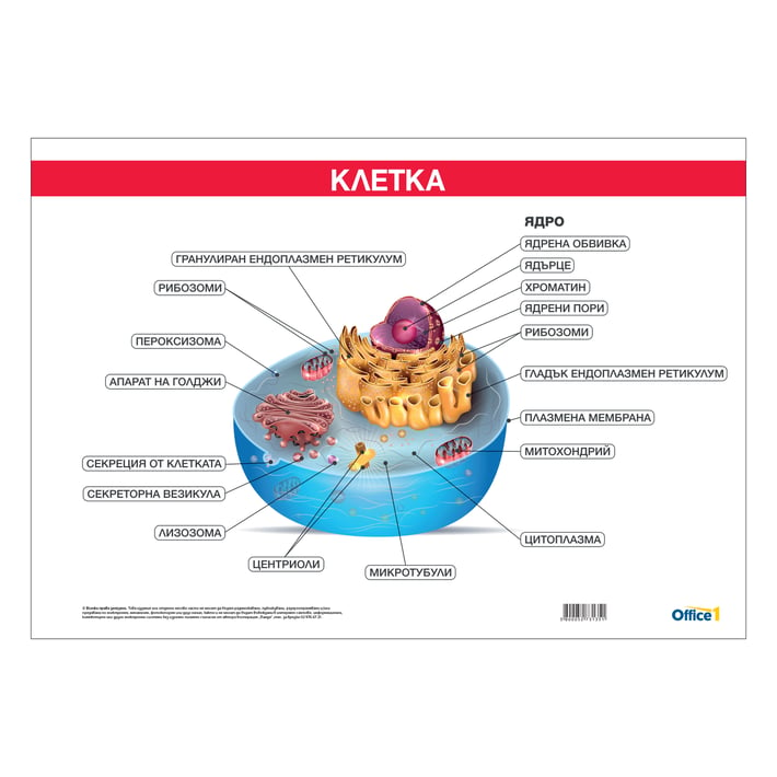 Office 1 Ученическо табло ''Устройство на клетката'', 100 x 70 cm