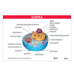 Office 1 Ученическо табло ''Устройство на клетката'', 100 x 70 cm